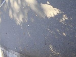 1428　道路　落葉