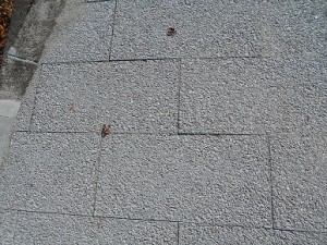 DSCN4591　 清掃後の地面