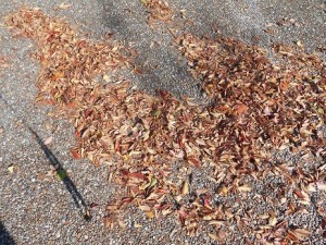 DSCN4533　ごみの山